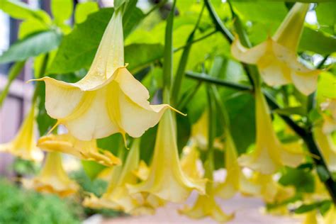 trumpet plant care